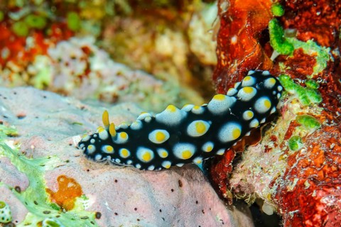 Warty sea slug (Phyllidia tula) shell-less sea slug crawls through a colourful coral reef, Pacific