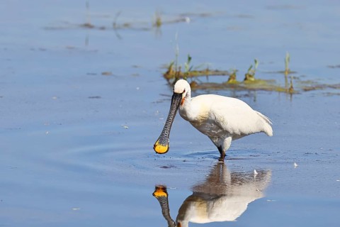 Spoonbill (Platalea leucorodia), adult bird striding through shallow water, adult bird in