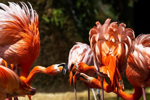 American flamingo, Phoenicopterus ruber, group of birds