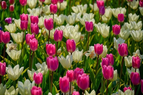 A field full of colourful tulips in pink and white, in full bloom, Keukenhof, Lisse, province of