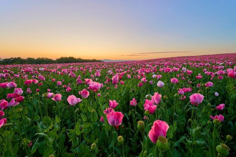 Opium poppy (Papaver somniferum), pink poppy field at dusk with golden sky, summer, summer,