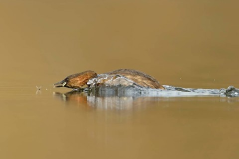 Little grebe (Tachybaptus ruficollis), adult bird in breeding dress, summer dress, in action,