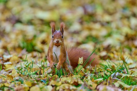 Eurasian squirrel (Sciurus vulgaris), sitting in the grass with a nut in its mouth, surrounded by