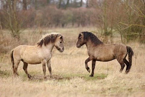 Resistant... Konik horses (Equus ferus), wild horses, wild ponies, robust, resistant horse species,