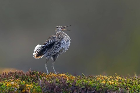 Great snipe (Gallinago media) male calling during courtship display at lek at dusk on tundra
