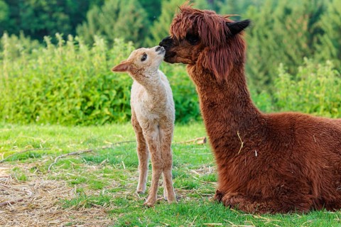 A freshly born white alpaca (Vicugna pacos) stands in front of its brown mother and sniffer on her