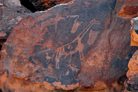 Depiction of feet and a giraffe, engravings of animals on a rock slab, petroglyphs, rock
