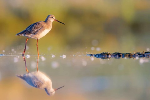 Spotted Redshank (Tringa erythropus) foraging, Groningen, Netherlands