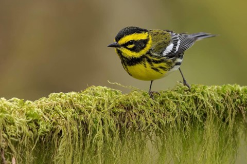 Townsend's Warbler (Dendroica townsendi) perched on a branch in Victoria, BC, Canada