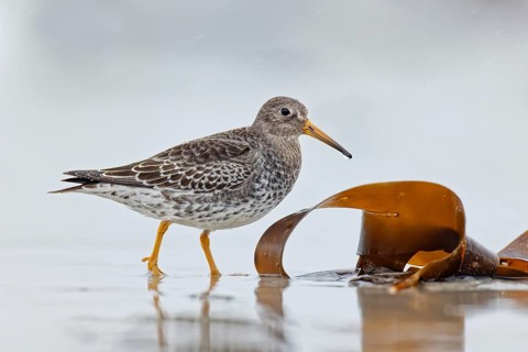 Meerstrandläufer, Calidris maritima Purple Sandpiper, Calidris maritima