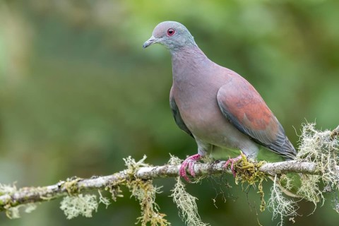 Pale-vented Pigeon (Columba cayennensis) perched on a branch in Colombia, South America