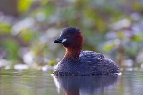 Little Grebe (Tachybaptus ruficollis), North Rhine-Westphalia, Germany