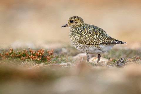 European golden plover (Pluvialis apricaria), resting during his migration travel to the south,