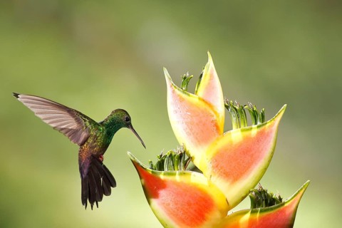 Bronze-tailed Plumeleteer (Chalybura urochrysia) male flying while feeding at flower nectar, Costa
