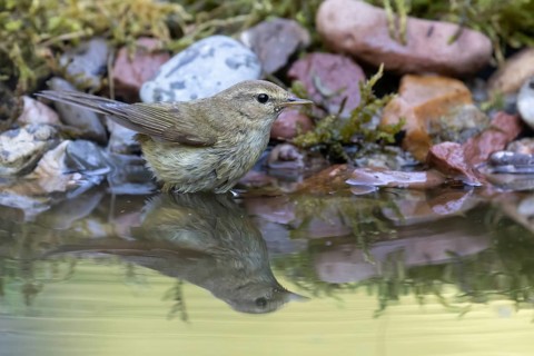 Common Chiffchaff (Phylloscopus collybita) perched at a waterhole, Lower Saxony, Germany