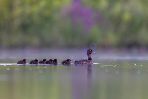 Tufted Duck (Aythya fuligula) female with chicks, North Rhine-Westphalia, Germany