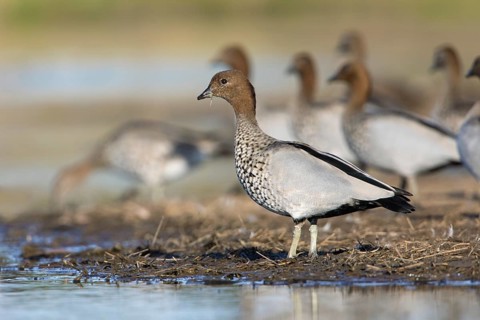 Maned Duck (Chenonetta jubata) male, Victoria, Australia