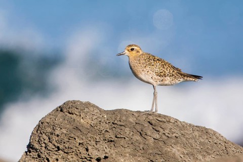 Pacific Golden Plover (Pluvialis fulva), Victoria, Australia