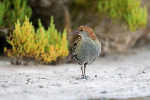 Lewin's Rail (Lewinia pectoralis) male, Victoria, Australia