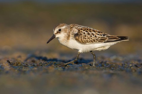 Little Stint (Calidris minuta) foraging, Poland