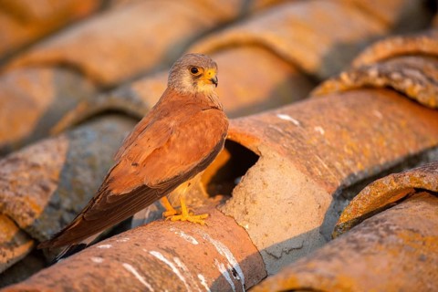 Lesser Kestrel (Falco naumanni) male on a roof, Castile-La Mancha, Spain