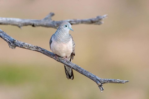Peaceful Dove (Geopelia placida), Queensland, Australia