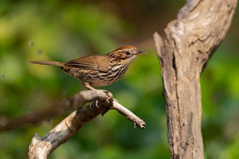 Puff-throated Babbler (Pellorneum ruficeps shanense), Yunnan, China