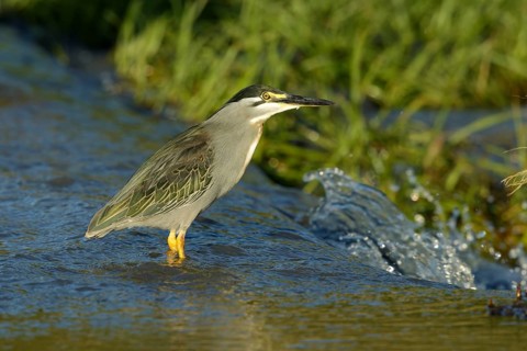 Mangrovereiger, Striated Heron, Butorides striata atricapilla