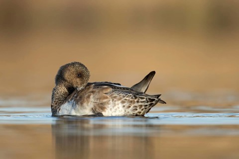 Smient vrouw laag standpunt cpoetsend, Eurasian Wigeon low point of view cleaning feathers