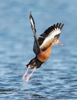 Black-bellied Whistling Duck (Dendrocygna autumnalis) taking flight, Texas, USA