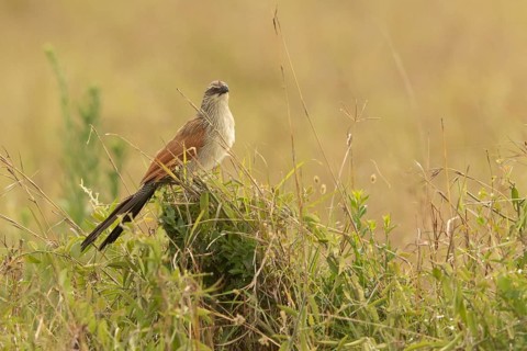 White-browed Coucal (Centropus superciliosus), Lake Baringo, Kenya