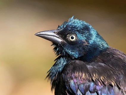 Common Grackle, Quiscalus quiscula, portrait after a bath in Saskatoon, Saskatchewan, Canada