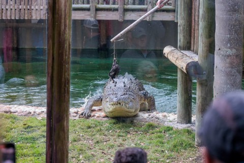 Feeding Maximo, the largest crocodile during a show at the St. Augustine Alligator Farm Zoological