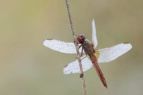 Scarlet Dragonfly (Crocothemis erythraea), male with dewdrops, North Rhine-Westphalia, Germany