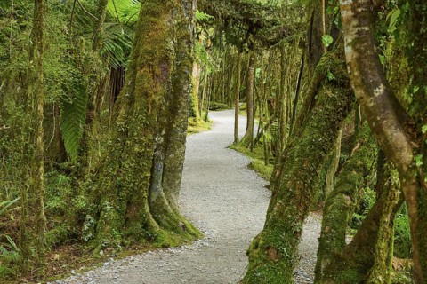 Picturesque forest path surrounded by moss-covered trees, summer, Lake Matheson, Fox Glacier, South