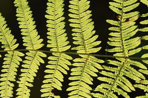 Bracken fern (Pteridium aquilinum), fern fronds against the light, North Rhine-Westphalia, Germany