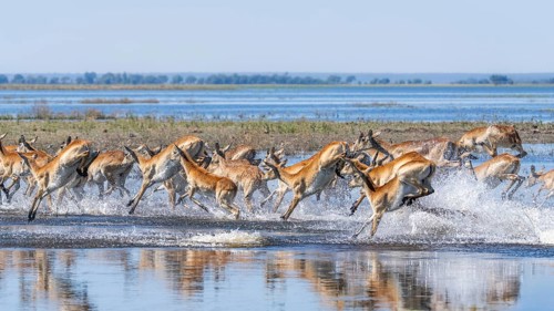 Red Lechwe group, Kobus leche, running for crossing the Chobe river. Wild antelopes in natural