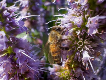 Honey bee (Apis) sitting on scented nettle, aniseed scented nettle, aniseed hyssop, aniseed giant