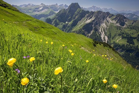 Mountain panorama with troll flowers (Trollius europaeus) from Laufbacher-Eckweg to Höfats, 2259m,