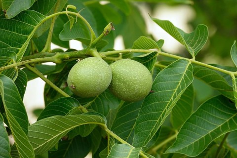 Walnut tree with walnuts, July, Germany