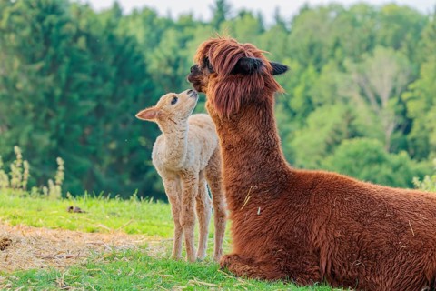 A freshly born white alpaca (Vicugna pacos) stands in front of its brown mother and sniffer on her