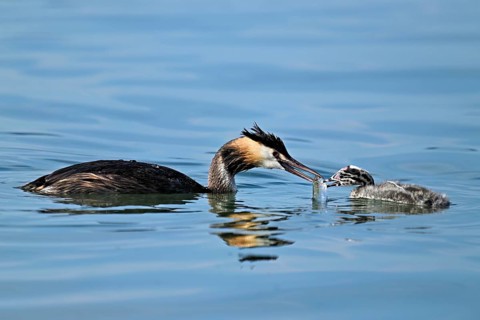 Great crested grebe (Podiceps scalloped ribbonfish) feeding its offspring, Lake Zug, Canton Zug,