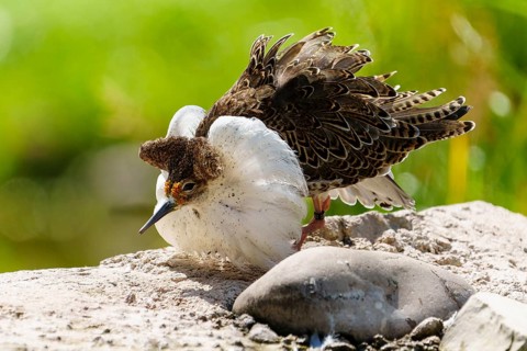 A bird with special feathers stands on a stone in a natural environment, ruff (Calidris pugnax, syn