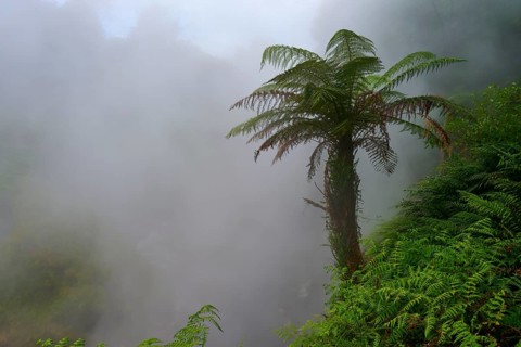 Lone fern tree rises out of misty, steaming forest, Te Manaroa Spring, Hot Spring, Waikite Valley,