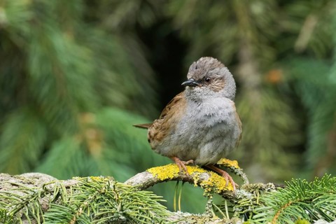 A dunnock (Prunella modularis) sitting on a branch covered with lichen against a green background,