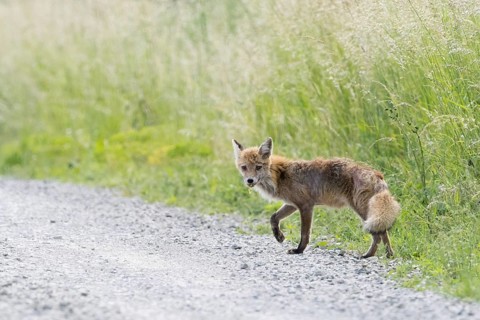 Attentive red fox (Vulpes vulpes), mangy, running along a gravel path. Hesse, Germany