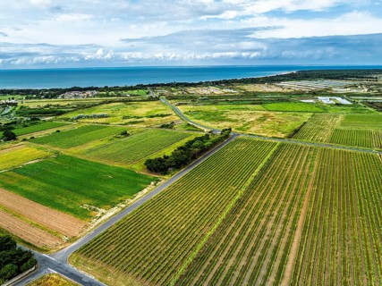 Fields and Grape plantations from a drone, Saint-Clement-des-Baleines, Atlantic, France