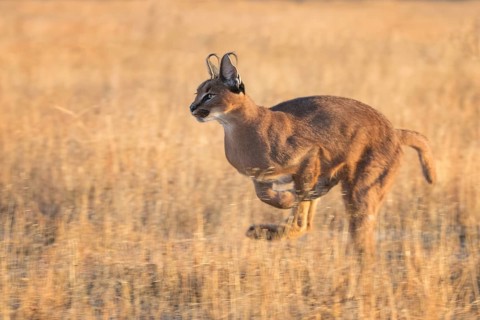 Caracal (Caracal caracal) adult hunting, Castile-La Mancha, Spain