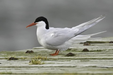 South American Tern (Sterna hirundinacea), Falkland Islands
