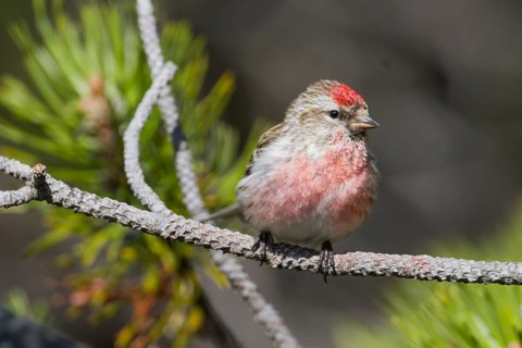 Lesser Redpoll - Alpen-Birkenzeisig - Carduelis cabarett, Slovakia, adult male